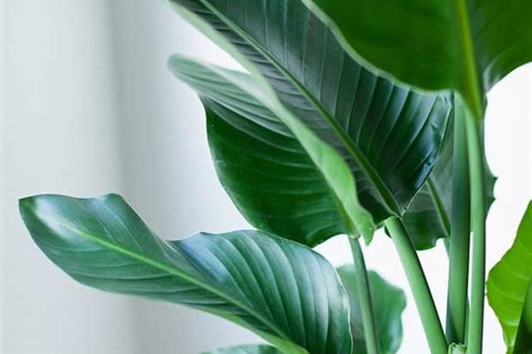 天堂鸟的养殖方法和注意事项是什么？