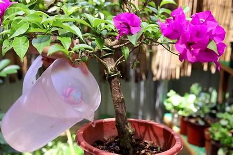 夏天三角梅施什么肥 注意事项有哪些