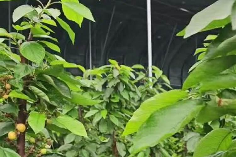 水稻怎么施尿素肥最好