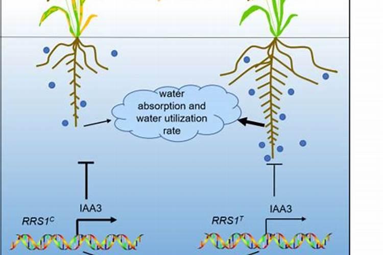 小麦拌种100斤麦用多少水(小麦拌种剂兑水比例)