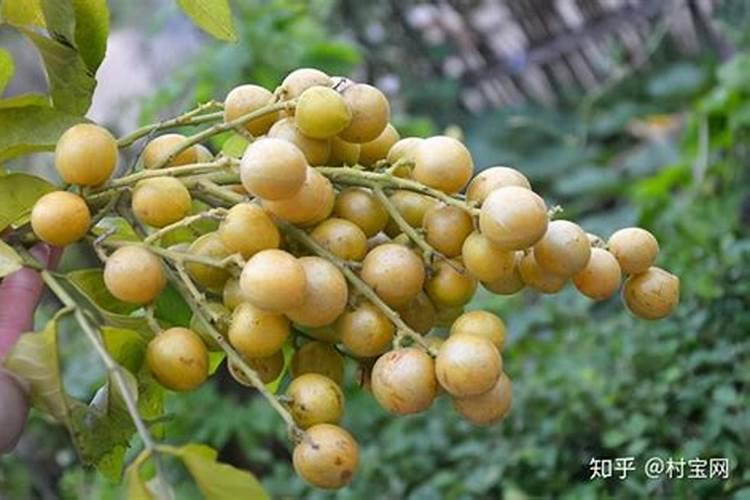 蔷薇种子的种植方法,什么时候播种