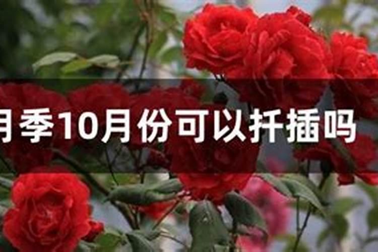 月季花为什么不开花