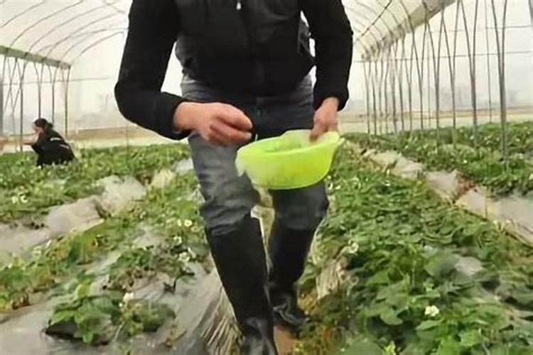 草莓上补钙最佳时间