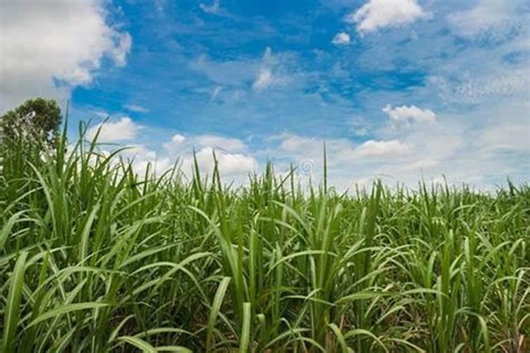 甘蔗增甜用什么药