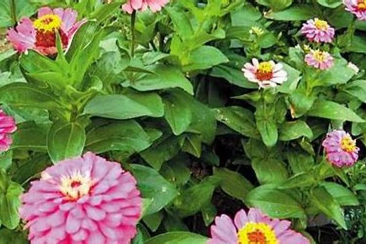 兰花上盆多久可以施肥 兰花上盆后需要等多久再施肥？