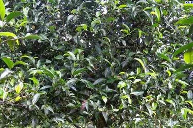 桉树需要施肥吗？