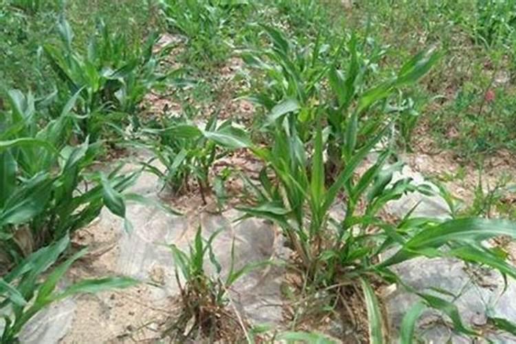 高梁在什么时候打叶面肥促早熟？