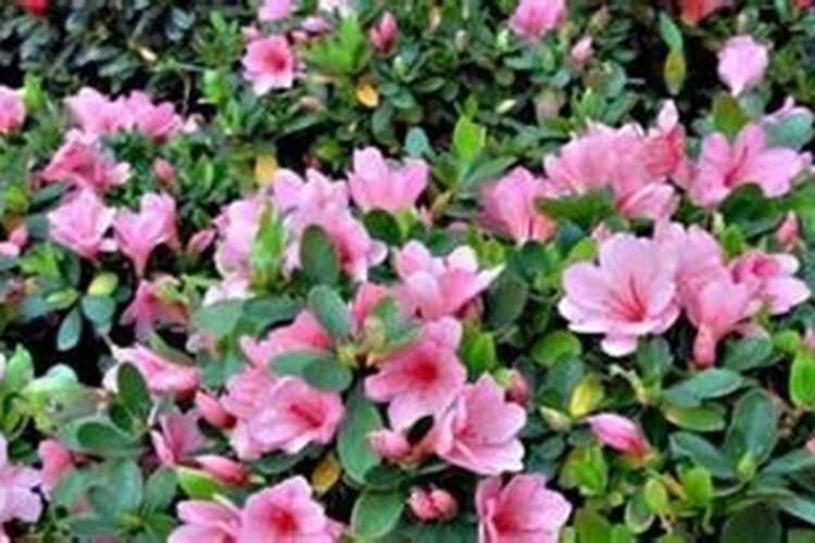 阆苑仙葩是什么意思