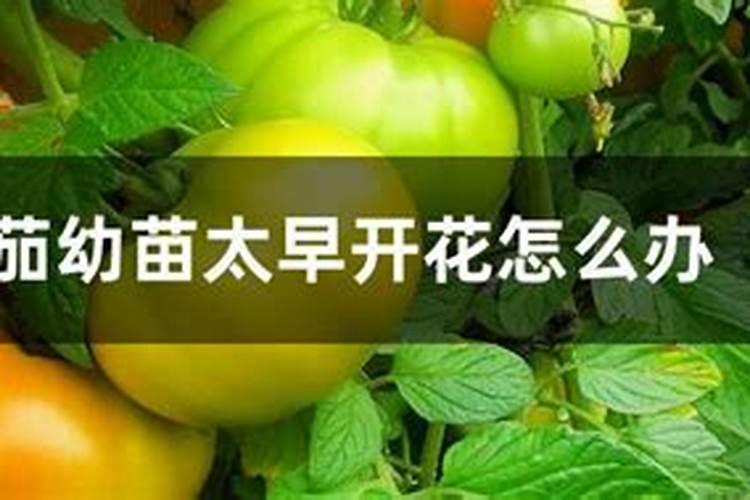 丁硫克百威混合什么药杀虫效果会更好