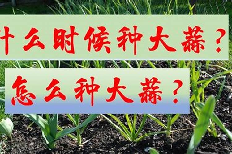 绿萝营养液可以直接加水浇在绿萝上吗 绿萝营养液配制事项