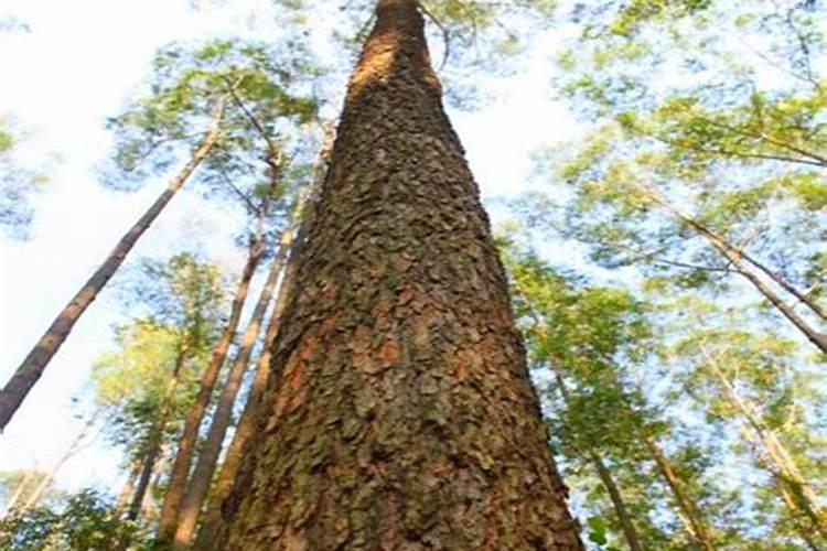 磷酸二氢钾可以和复合肥混合使用吗