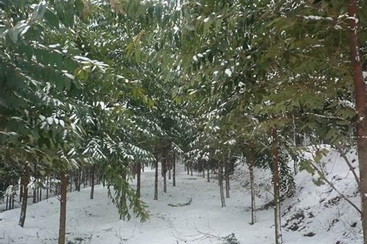 烟苗被冰雹打过,栽上叶子变黄,喷什么农药好