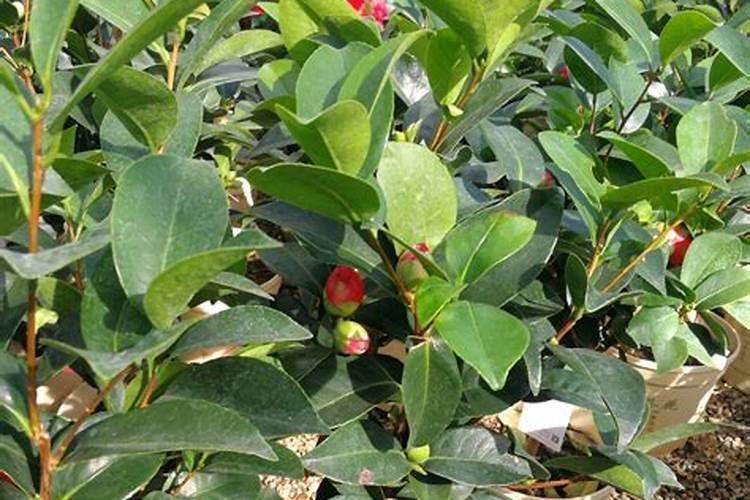 茶花如何施肥更轻松