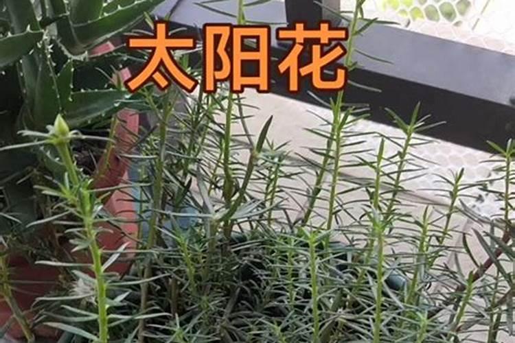 盆栽茶花的施肥方法