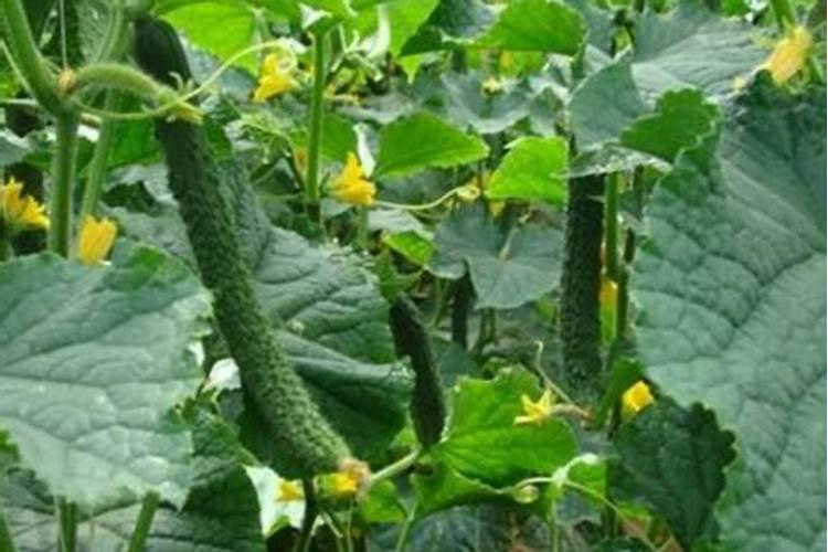 恶霉灵可以加黄腐酸钾一起灌根吗？