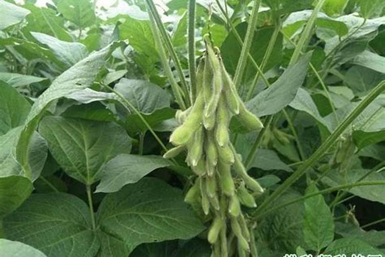 氮肥在家怎么种植的 简单的家庭自制氮肥