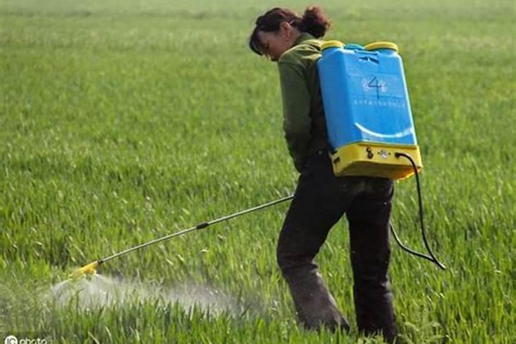 吊兰施什么肥料长得好