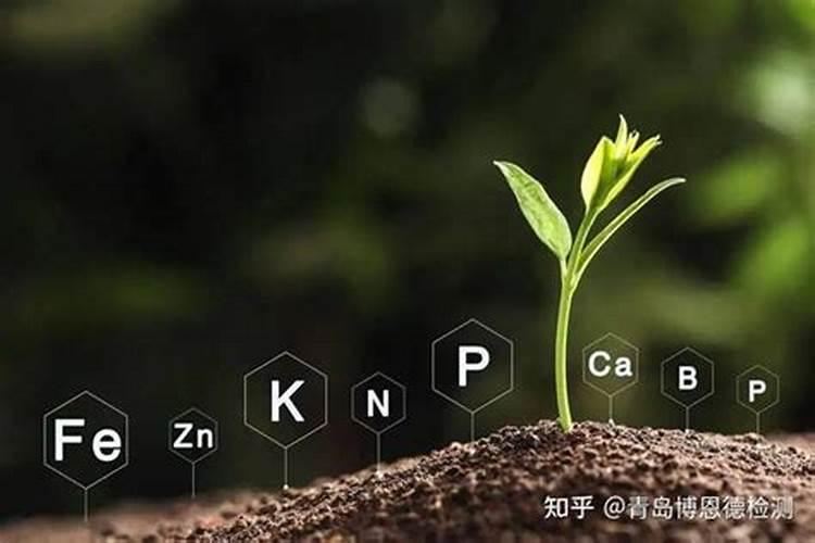 给绿植施什么肥长得好 花卉最好的肥料