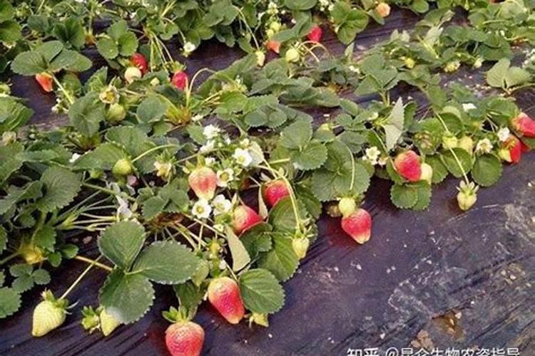 隆尧县适合种植什么经济作物