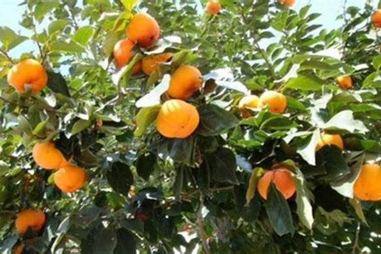 栀子花可以用复合肥吗