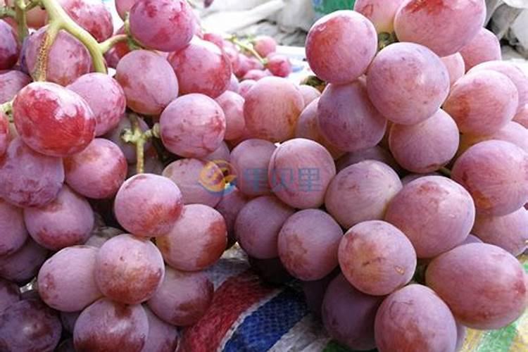 柑桔苗用什么肥长得快