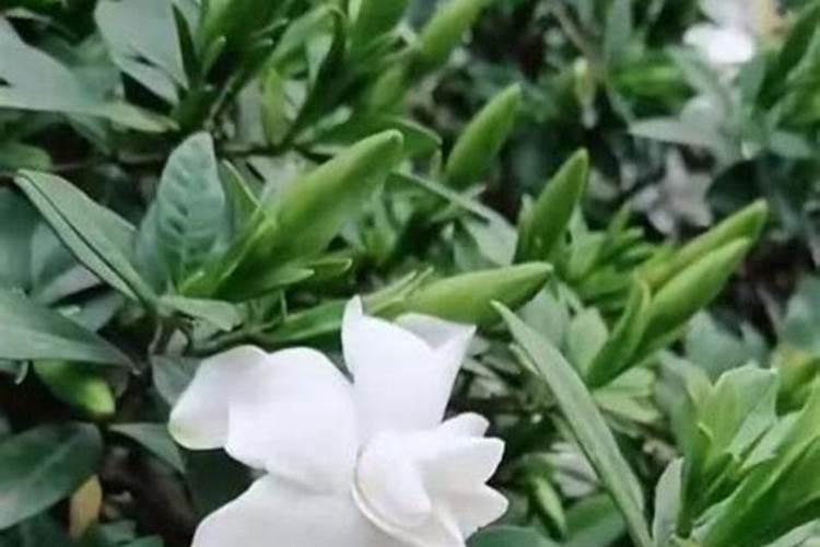 九月中旬可以给茉莉花和栀子花施肥或白醋水吗？