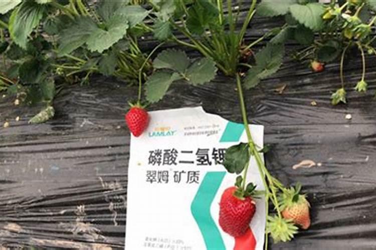 草莓结果的时候要施什么肥