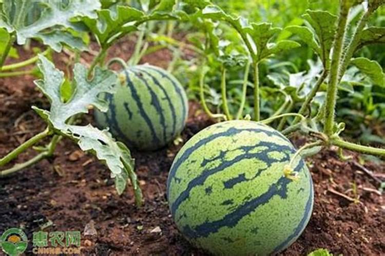 西瓜是一种非常喜钾的作物,那么如何施钾肥,才能使西瓜高产呢？