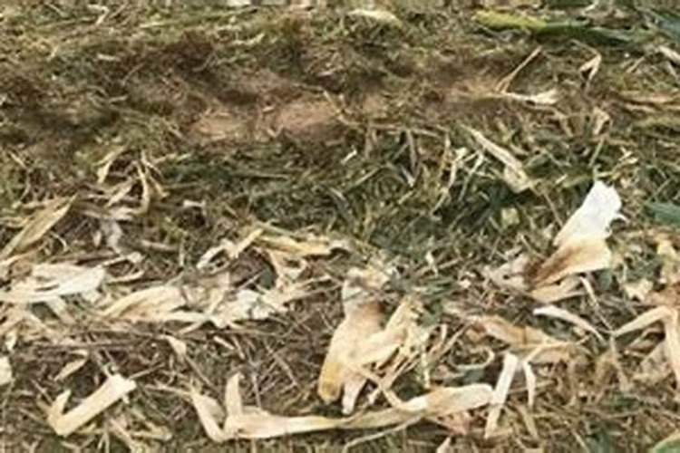 化学肥料费用多少