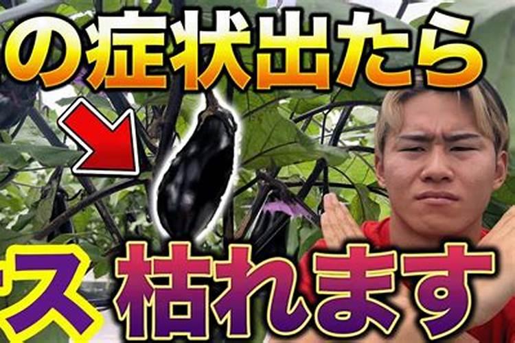 苹果落果怎么办 肥料和水分不足