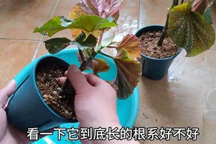 杜鹃花怎样泡才能快速发芽