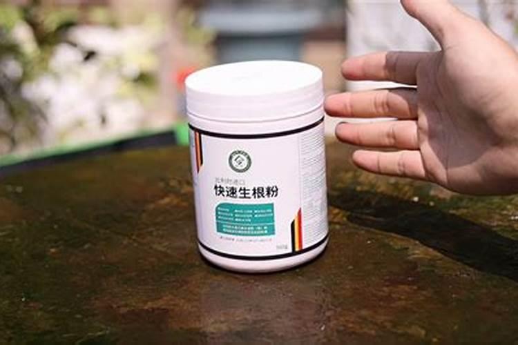 茉莉花的养殖？茉莉花喜湿还是喜干？