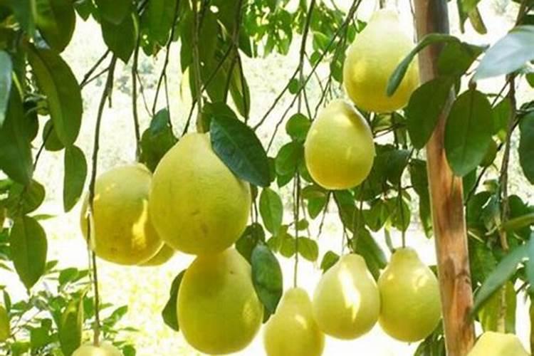 柿子树用什么肥料更好