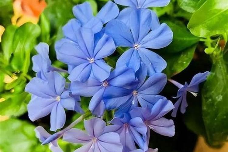 长春花施什么肥最好