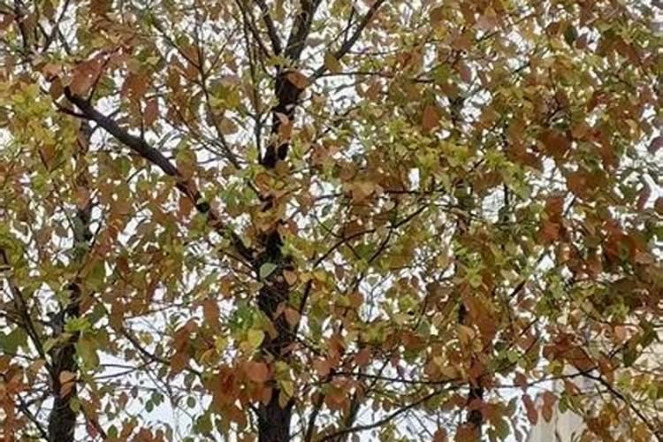 香樟树黄化病防治的八个方法