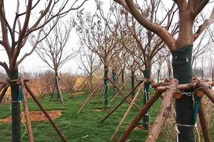 奥绿肥a2放多了烧根吗