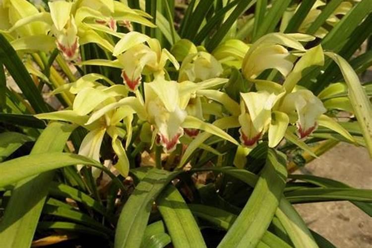 杏树为什么只开花不结果,4种方法让杏树果实产量翻倍