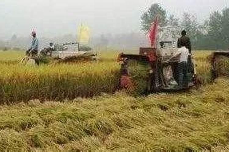 水稻施肥方法和用量