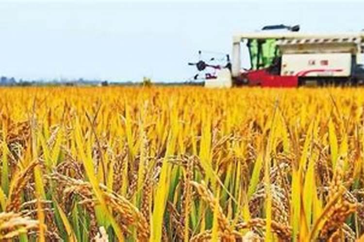 施肥水稻苗期怎么施肥