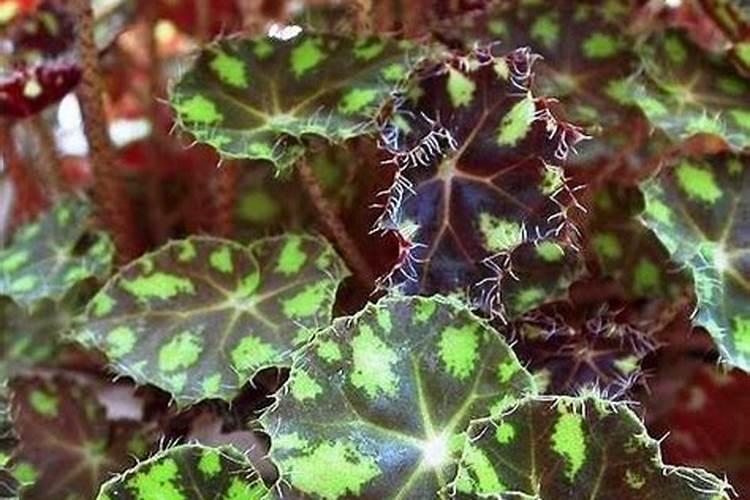 山茶花开花时能施肥吗