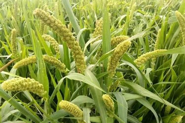 小米怎么种小米的种植方法