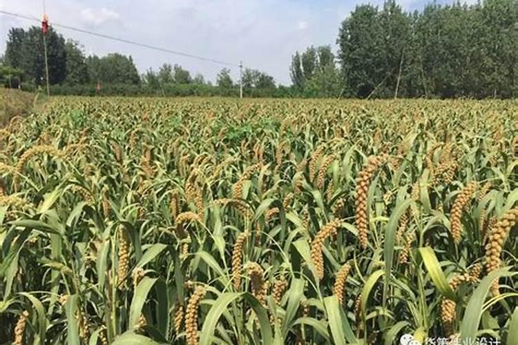 小米要怎么栽培