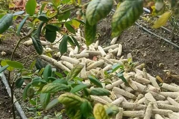 大棚种玫瑰的方法 怎么大棚种玫瑰