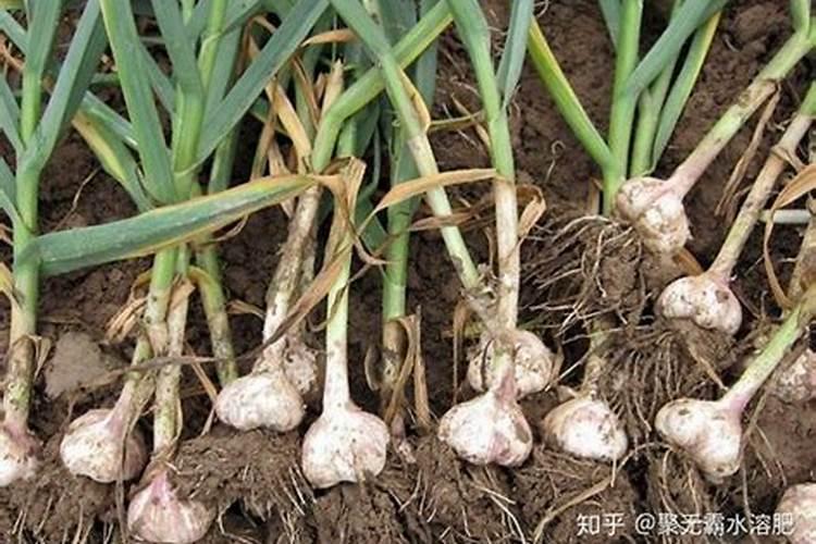 大蒜膨大期用什么肥料