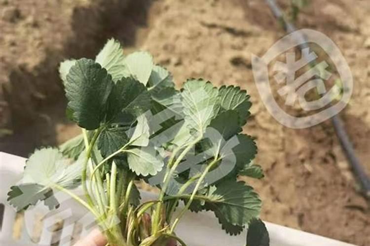 草莓苗期如何施肥