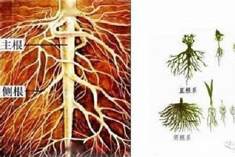 无花果施什么肥好