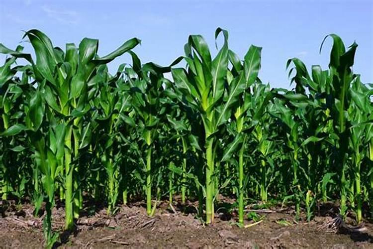 种小麦用二铵好吗