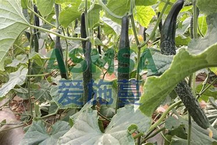 吸财树怎么把桩养粗