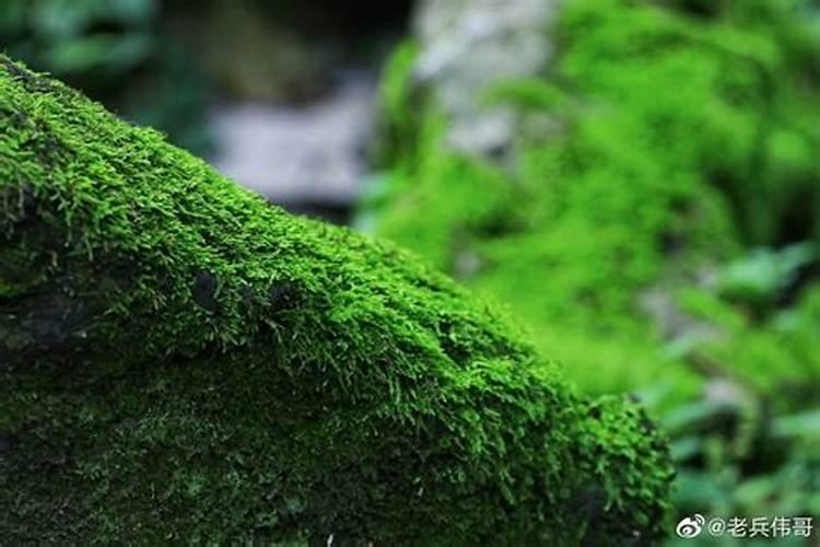 黄心菜几月份种植最好 什么时候种最合适