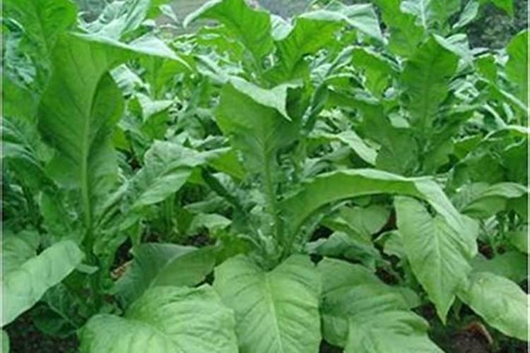 硼肥施多少超量会中毒